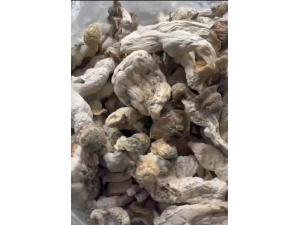 Mushroom